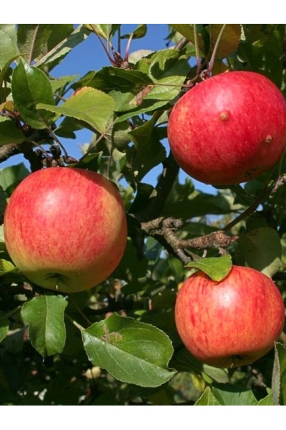 Яблуня домашня Пірус - червоні плоди 